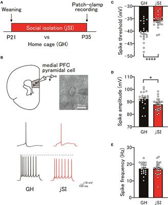 NARP-related alterations in the excitatory and inhibitory circuitry of socially isolated mice: developmental insights and implications for autism spectrum disorder